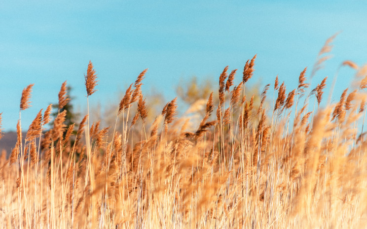 Balatonfenyves, út a berekbe